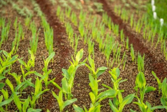 Possible Hope for Struggling Farmers