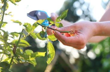 Tips to Prepare for Spring Pruning